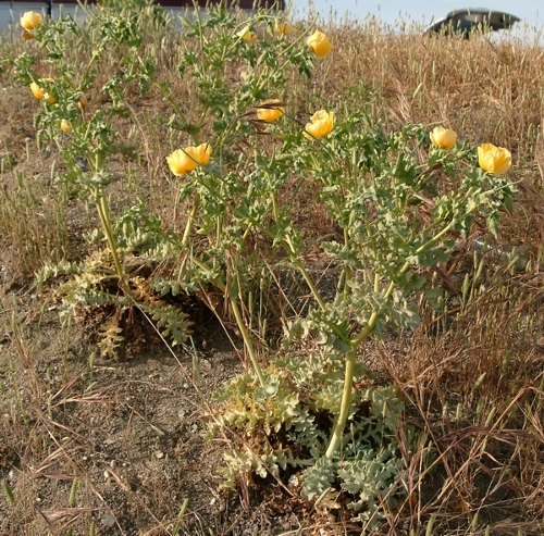 Glaucium flavum / Papavero cornuto